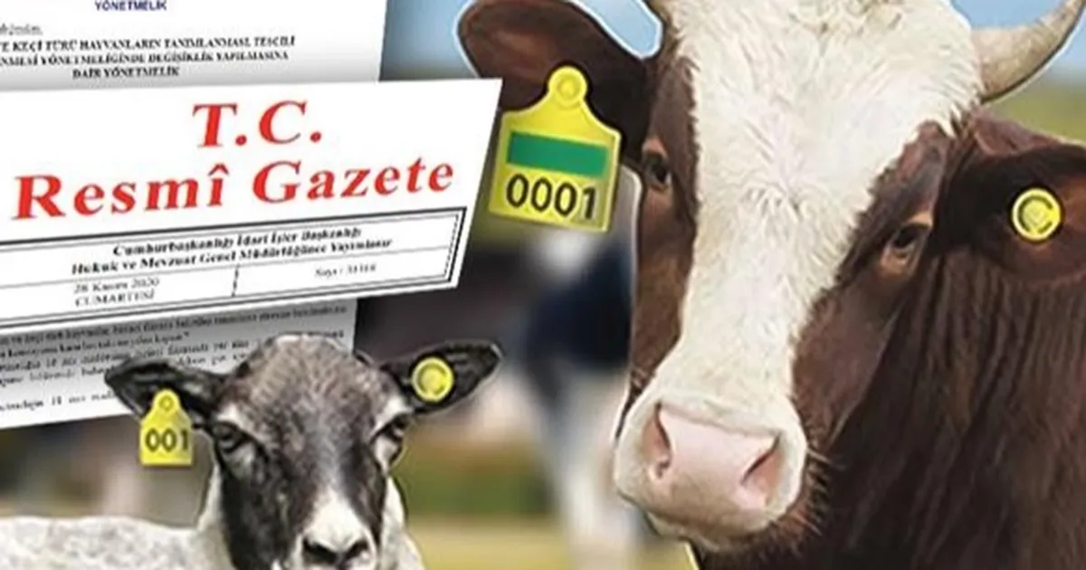 Hayvan küpeleme sisteminde yeni dönem... Karekod geliyor, il kodlu küpelerin süresi uzatıldı