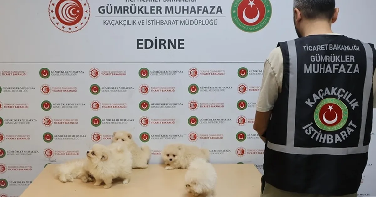 Kapıkule'de kaçakçılık operasyonu... 6 Pomeranian yavrusu ele geçirildi!
