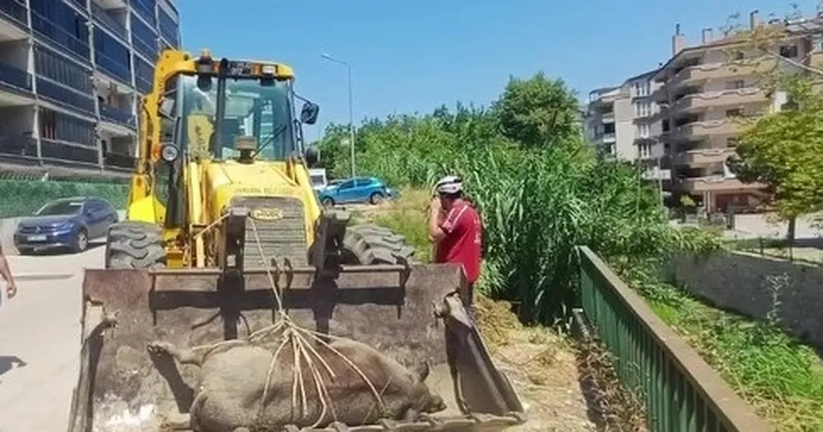 Mudanya Güzelyalı’da derede ölü yabani hayvan bulundu