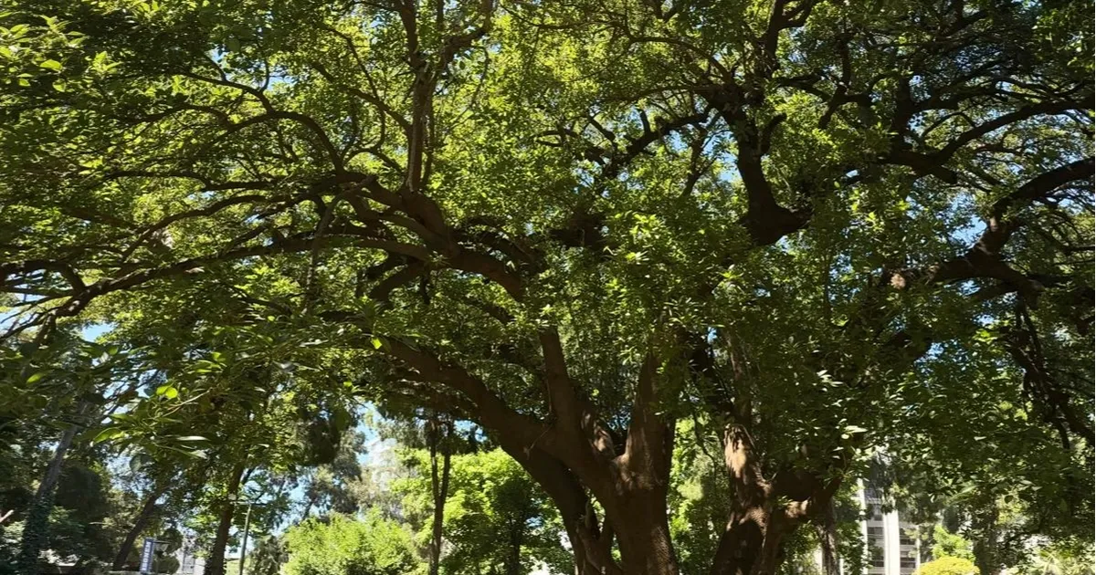 İzmir'de Kültürpark’ın köklerine yolculuk