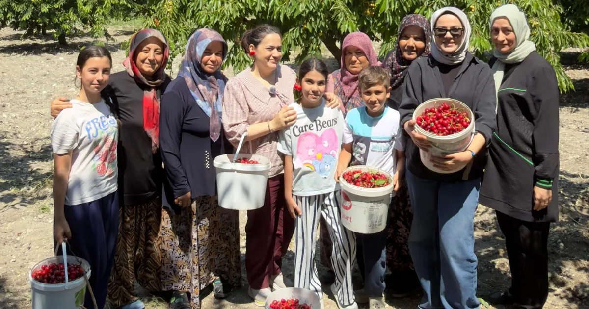 DAĞDER'den Bursalı kiraz üreticilerine destek - Gündem Haberleri
