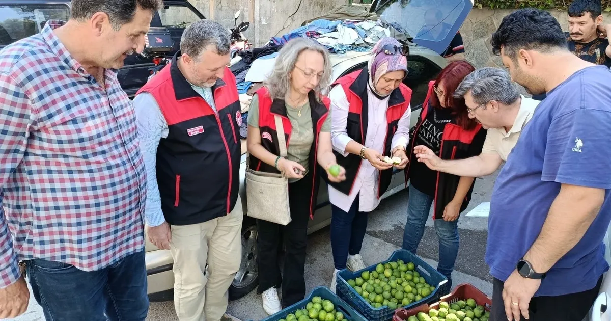 Bursa siyah inciri için ilek kontrolleri tamamlandı