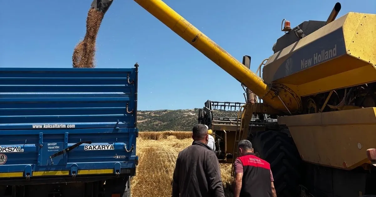 Bursa'da hububat hasadında sıkı denetim... Dane kaybına geçit yok