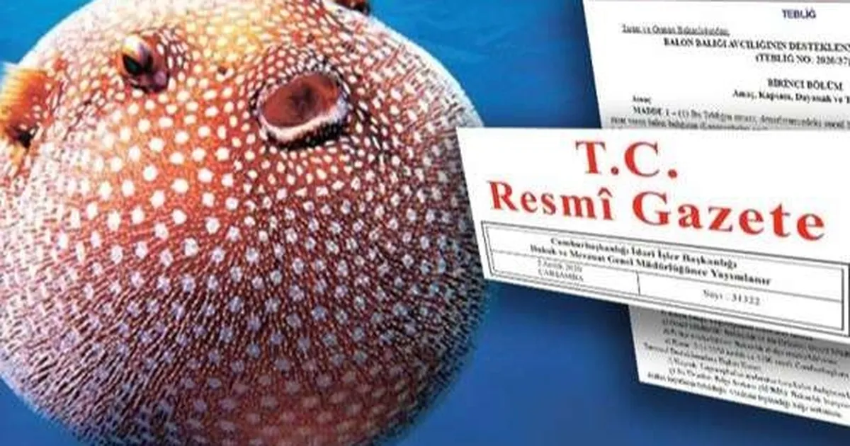 Balon Balığı avcılığı destekleri artırıldı... Zehirli türe destek 35 TL'ye yükseltildi