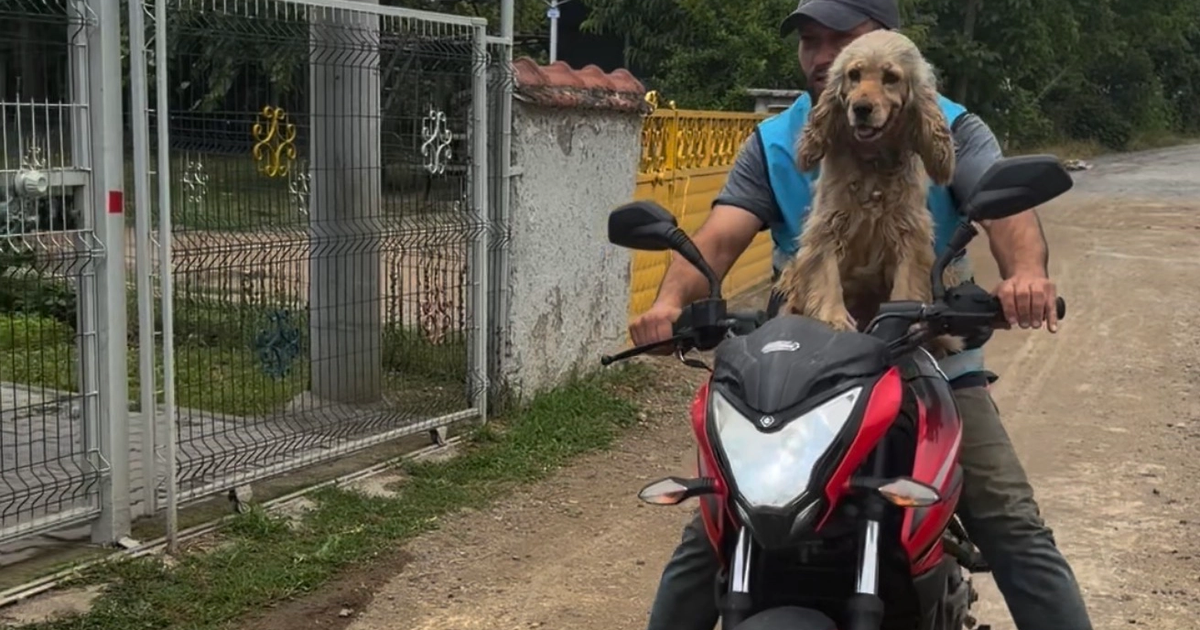 Düzce'de bir an olsun sahibi yalnız bırakmayan köpek gülümsetti