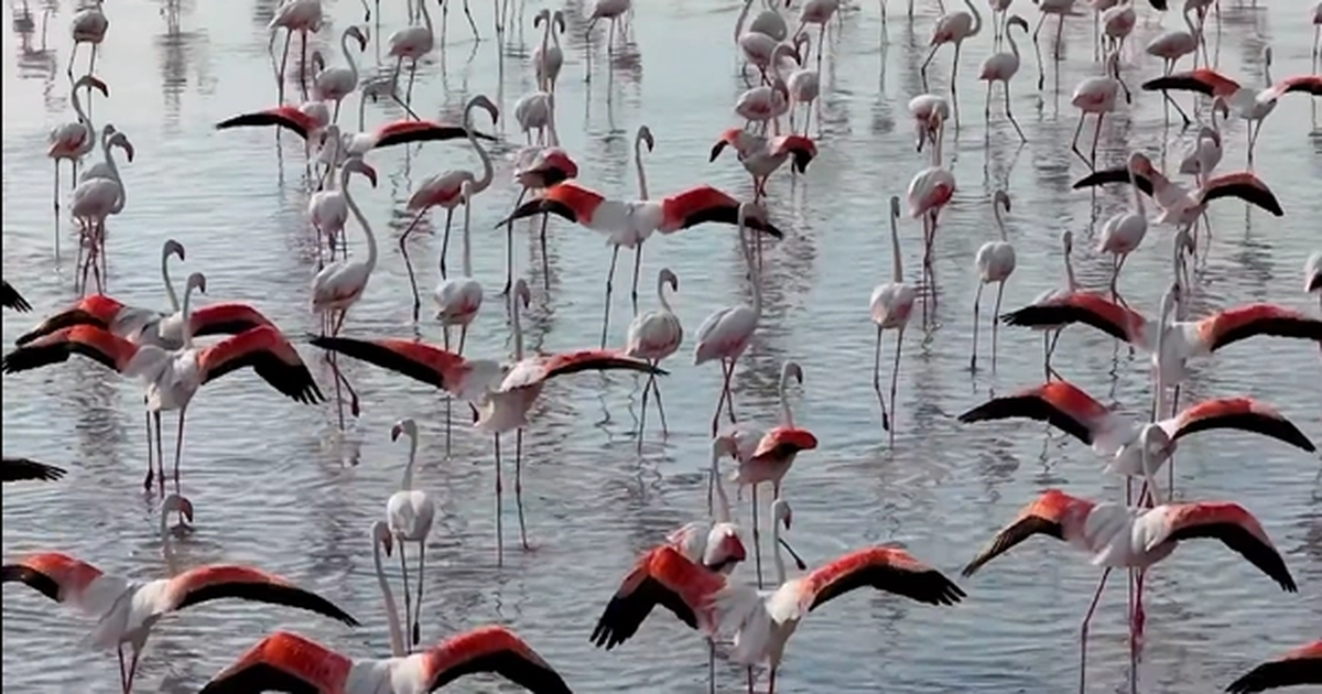 Tuz Gölü'nde flamingo sevinci