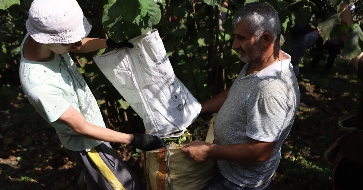 Ordu’da fındık hasadı için işçi başvuruları sürüyor