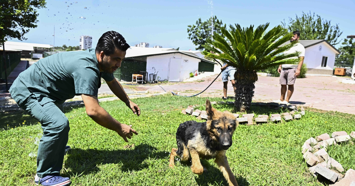 Antalya Muratpaşa’dan patili dostlara serin dokunuş
