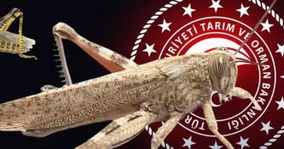 Bakanlıktan 'çekirge istilası' açıklaması... Ekonomik zarar oluşturan popülasyon yok