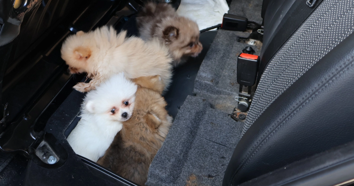 Kapıkule’de araçta gizlenen 5 yavru köpek ele geçirildi