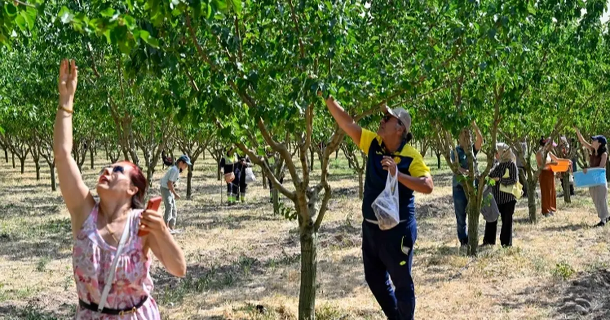 Başkentliler Ata Çiftliği'nde hasat yaptı - Gündem Haberleri