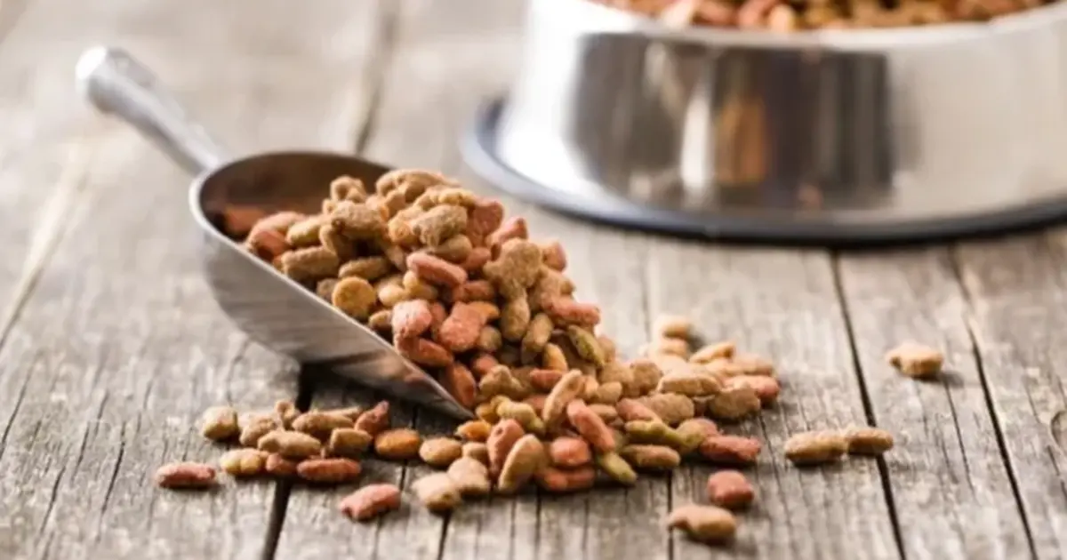 Yeni yapılan 31 bilimsel araştırmaya göre, vegan köpek maması ve vegan kedi mamasının iyi sindirildiğini ortaya koydu - Gündem Haberleri