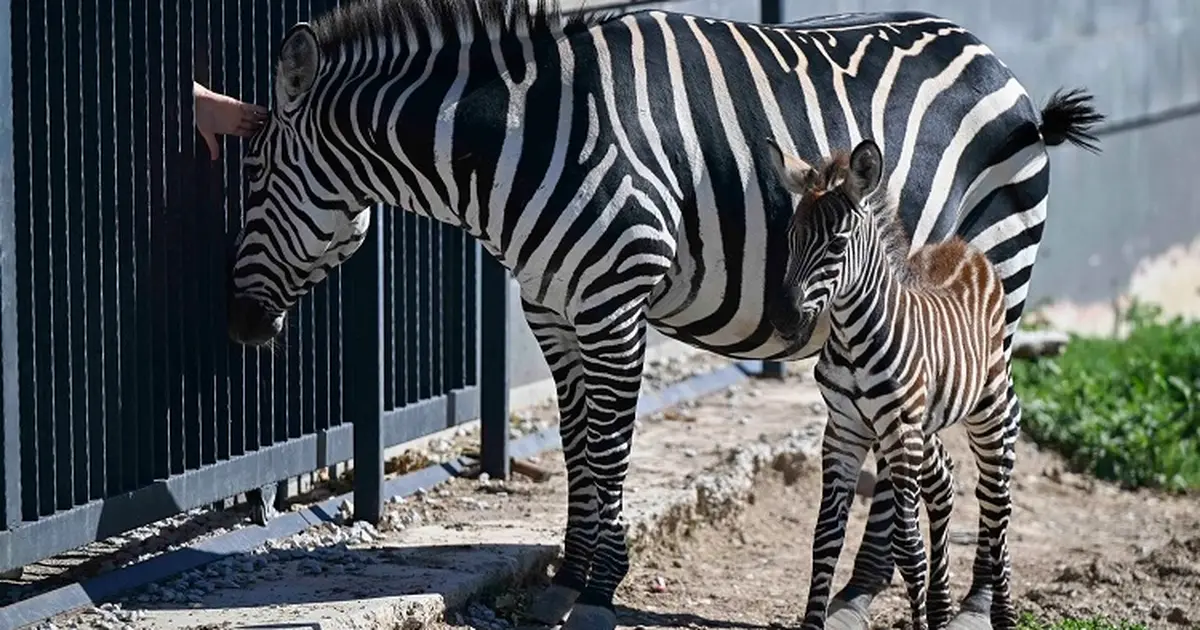 Atatürk Çocukları ve Doğal Yaşam Parkı büyüyor - Gündem Haberleri