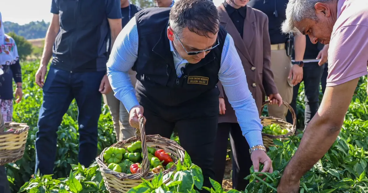 Bilecik'te Vali Sözer'den coğrafi işaretli Kamber Biberi hasadı
