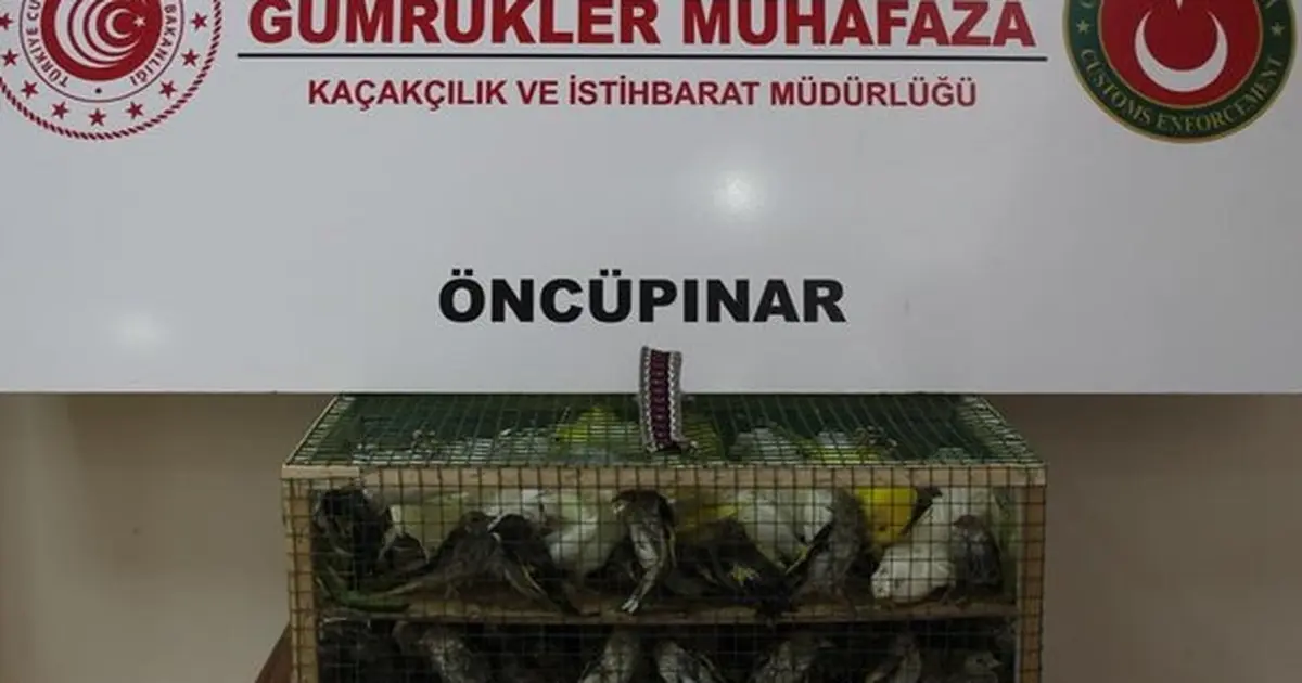 Gümrük Muhafaza'dan kaçakçılığa darbe! 2026'da 58 bin 519 canlı hayvan kurtarıldı - Gündem Haberleri