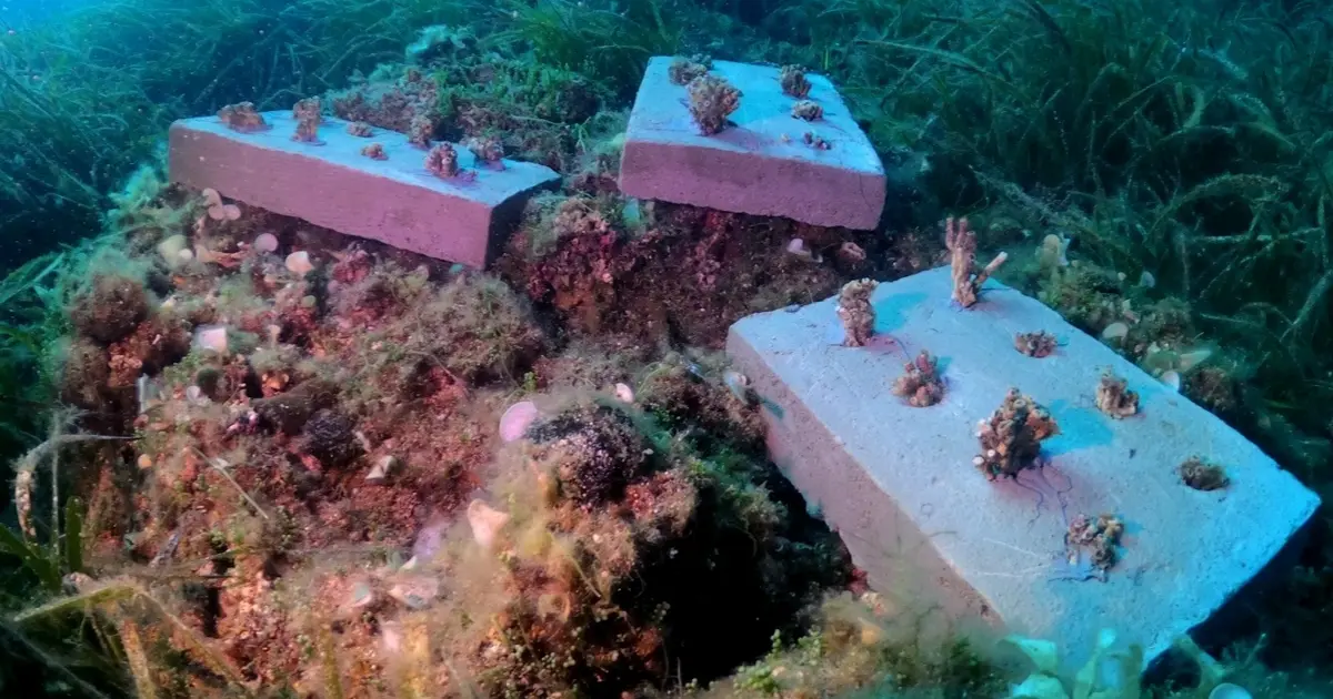 Bozcaada mercan resifleri için koruma seferberliği... 180 deniz canlısı türü kayıt altına alındı