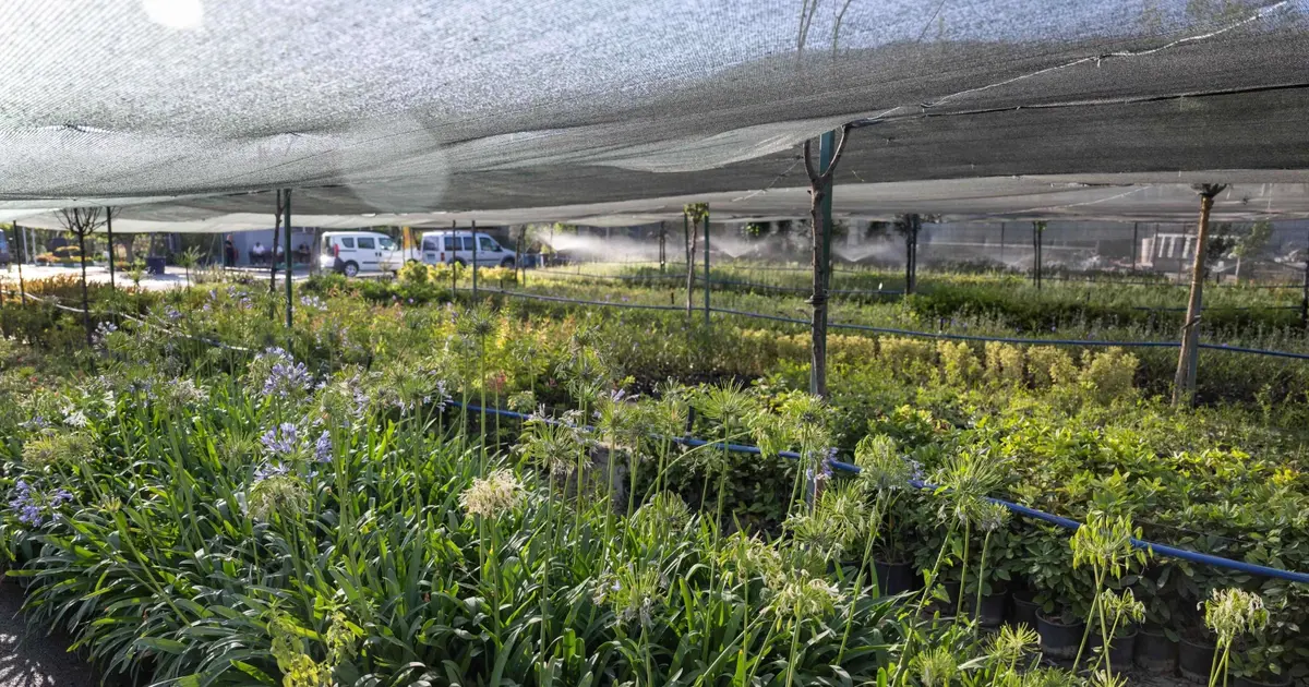 İzmir’in ilk lavanta parkı geliyor