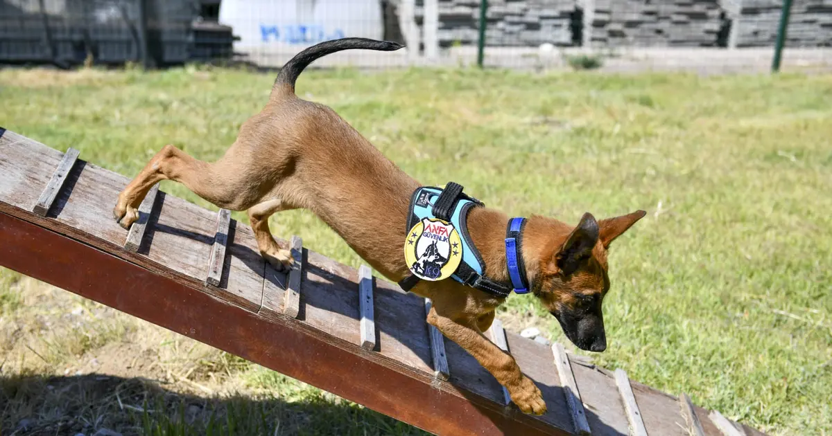 K9 ekipleri Başkent’te 7/24 görevde