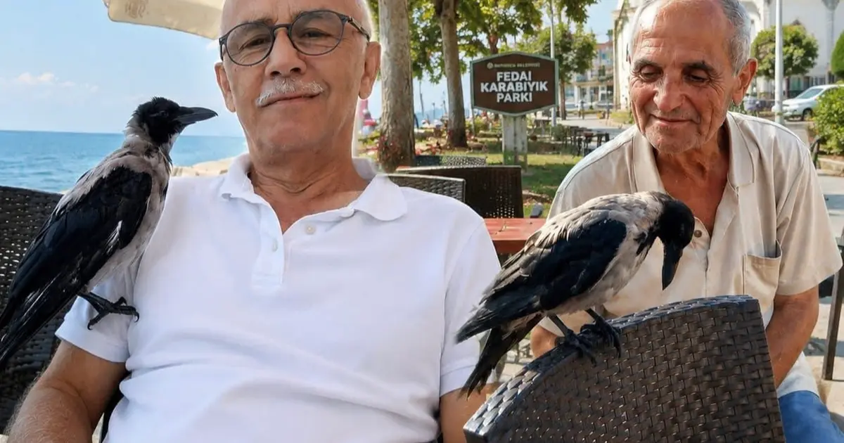 Düzce Akçakoca’da insanlarla dostluk kuran karga ilgi odağı
