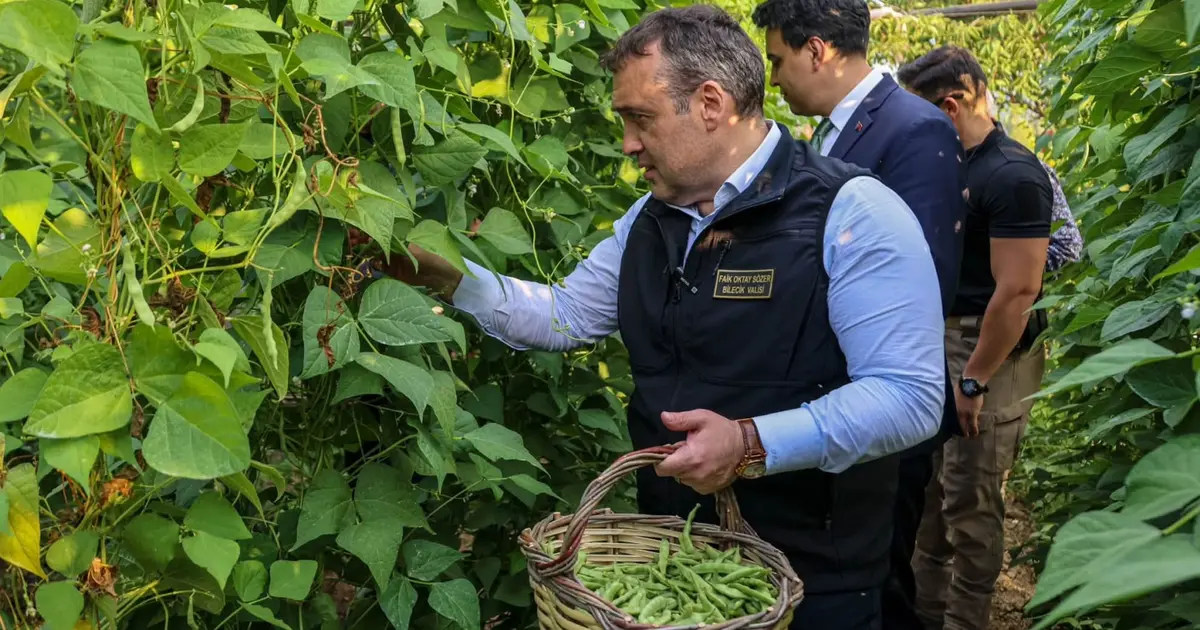 Pazaryeri Boncuğu’nda hasat vakti