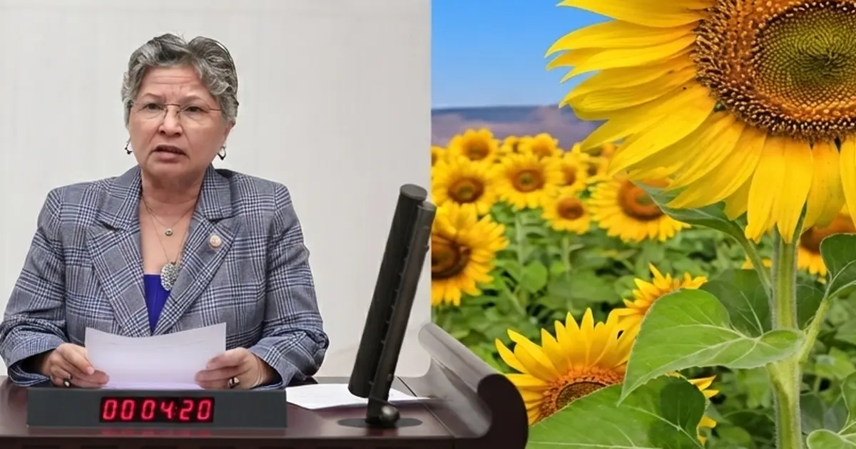 CHP'li Yontar: Ayçiçeğinde üretici tarlasını değil, zararını biçiyor