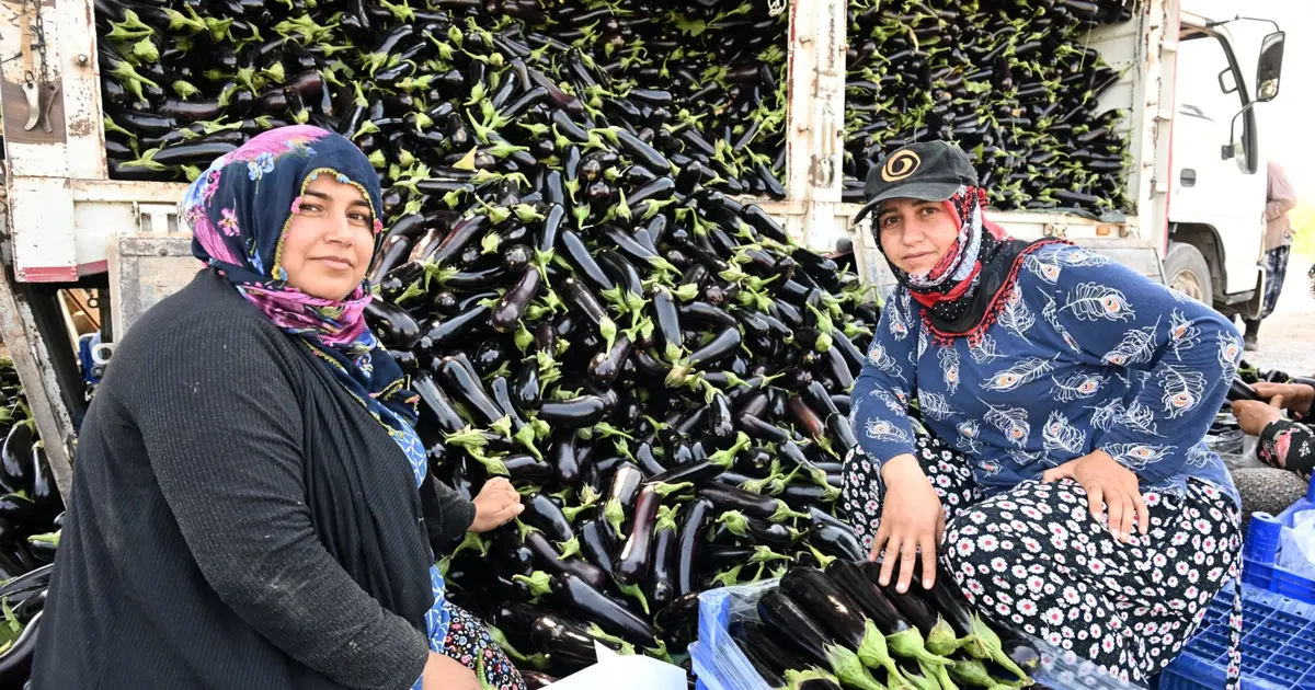 Manisa'da afetzede çiftçinin yüzü gülüyor