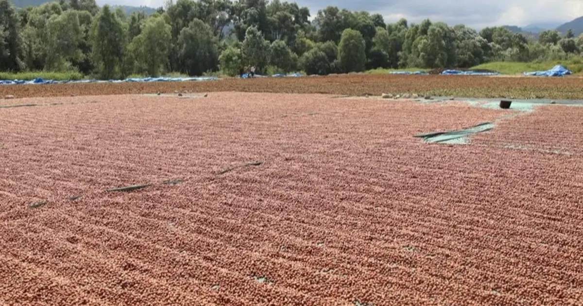 Ordu’da fındık hasadı ve katma değerli üretim