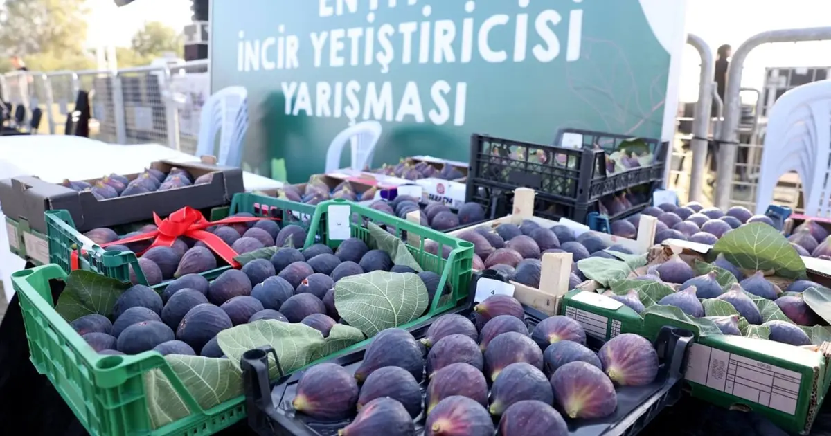 Bursa Nilüfer 12. Akçalar Fadıllı İncir Festivali'ne hazır