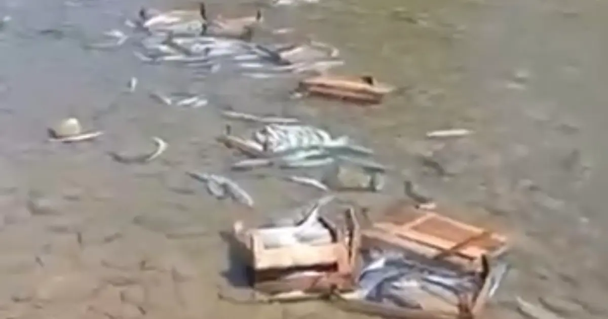 Düzce Cuma Yanı’nda palamutların dereye döküldüğü iddiası