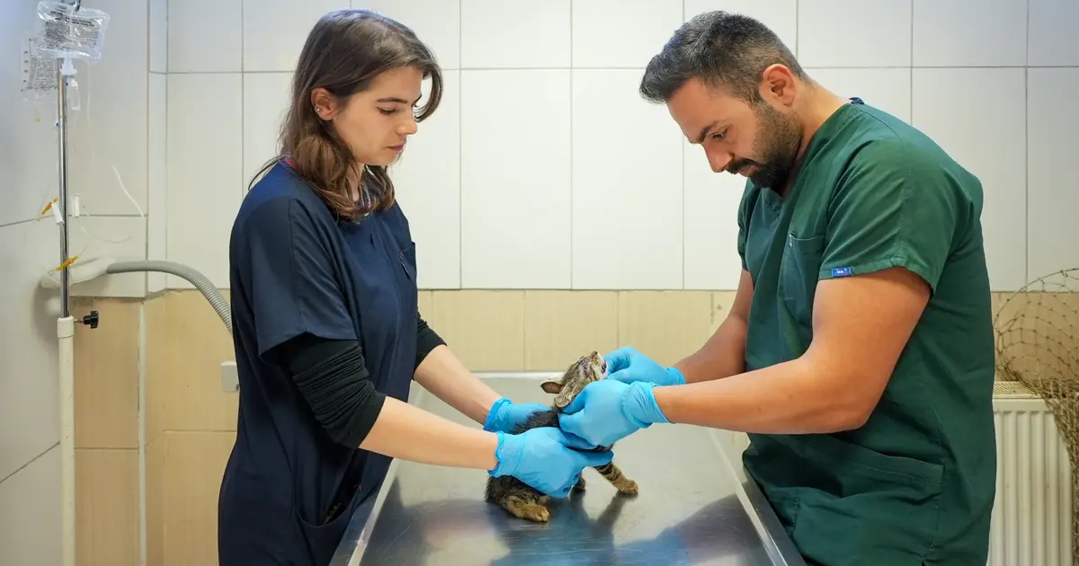 Maltepe'de sahipsiz kedi kısırlaştırmada online randevu