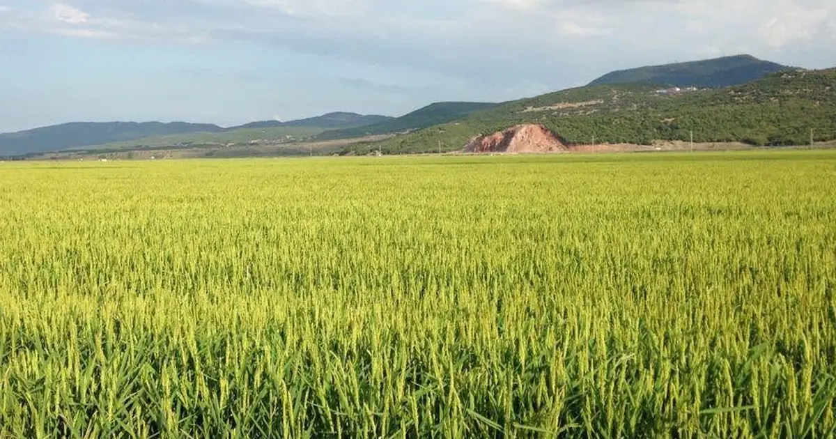 Keşan TSO Meclis Başkanı Koru’dan çeltik uyarısı