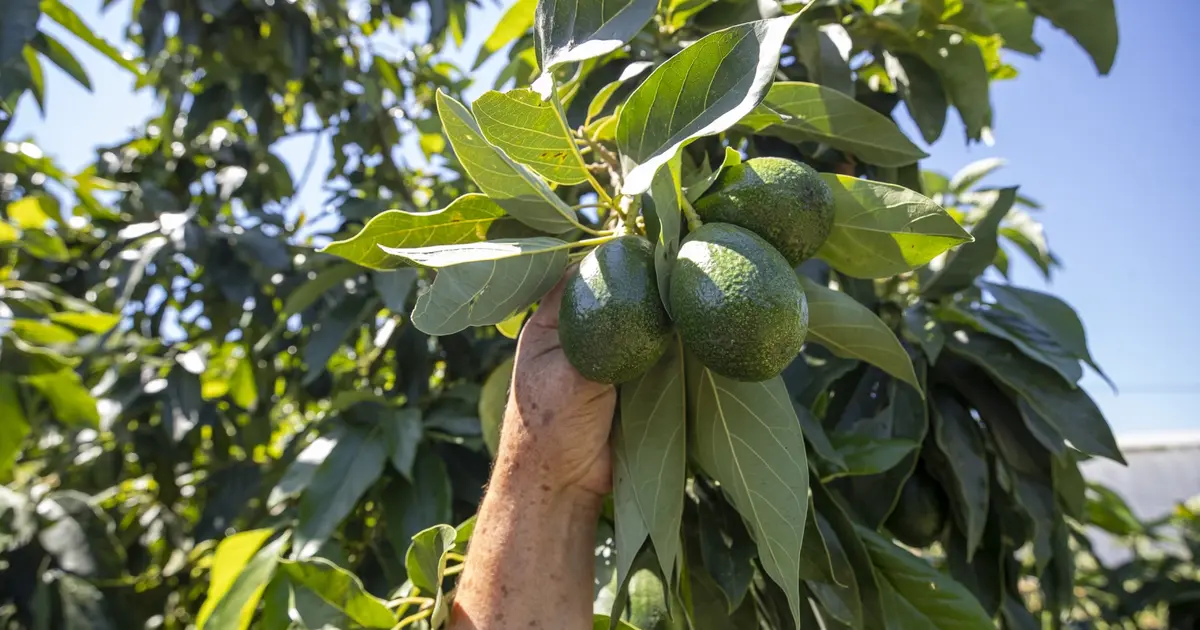 Mersin’de avokado destekleri üreticinin yüzünü güldürdü