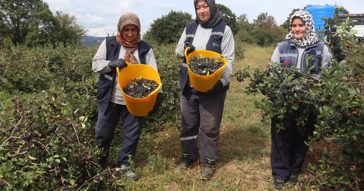İzmit’te 'süper meyve' aronya hasadında 5. heyecan