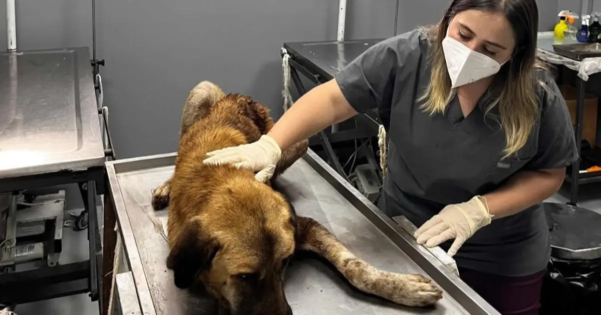 Ordu’da yaralı köpek kurtarıldı