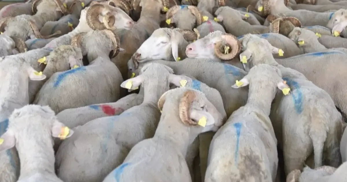 Hayvan varlığı verileri belli oldu... Koyun sayısı yüzde 6 arttı