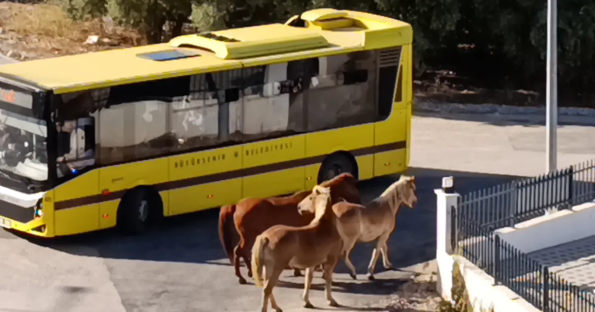 Mudanya'da başıboş atlar tehlike oluşturdu