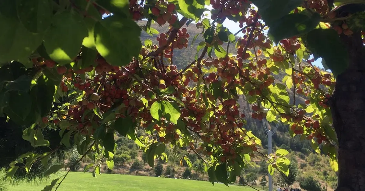 Ali Dağı 360 Kafe'de süs elması bereketi