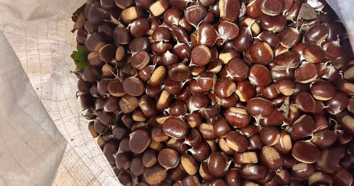 Düzce’de yeni sezon kestane pazara indi