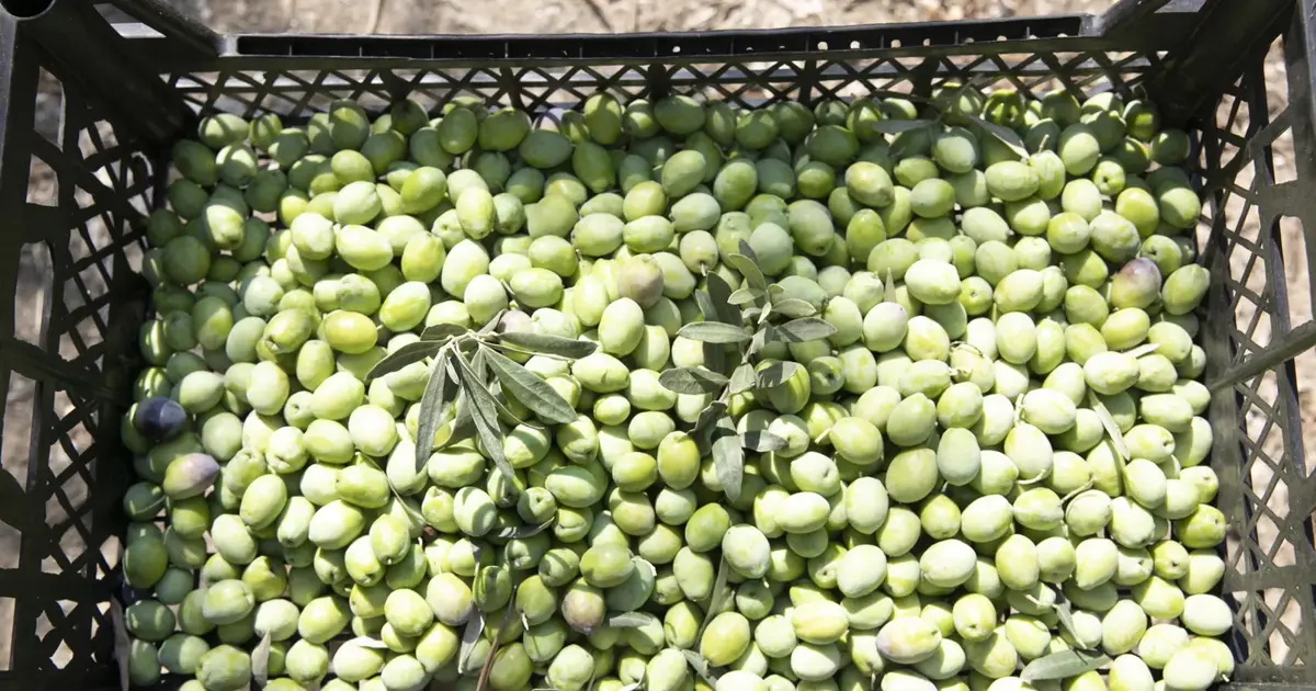 Mersin’de zeytin fidanları ürün verdi