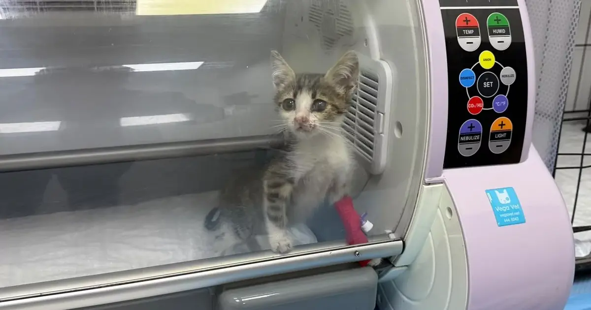 Bandırma’da şiddet gören yavru kedi tedavi altına alındı