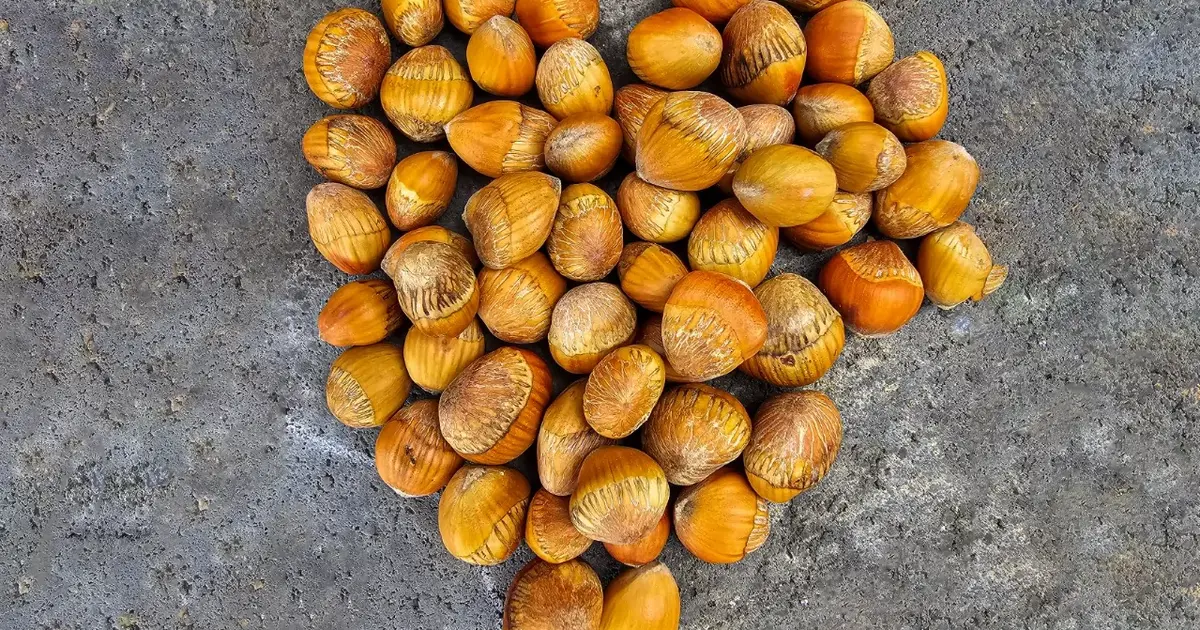 Kuraklığa karşı Türk fındığı hamlesi! Çakıldak ve Giresun Yağlısı aşılanacak