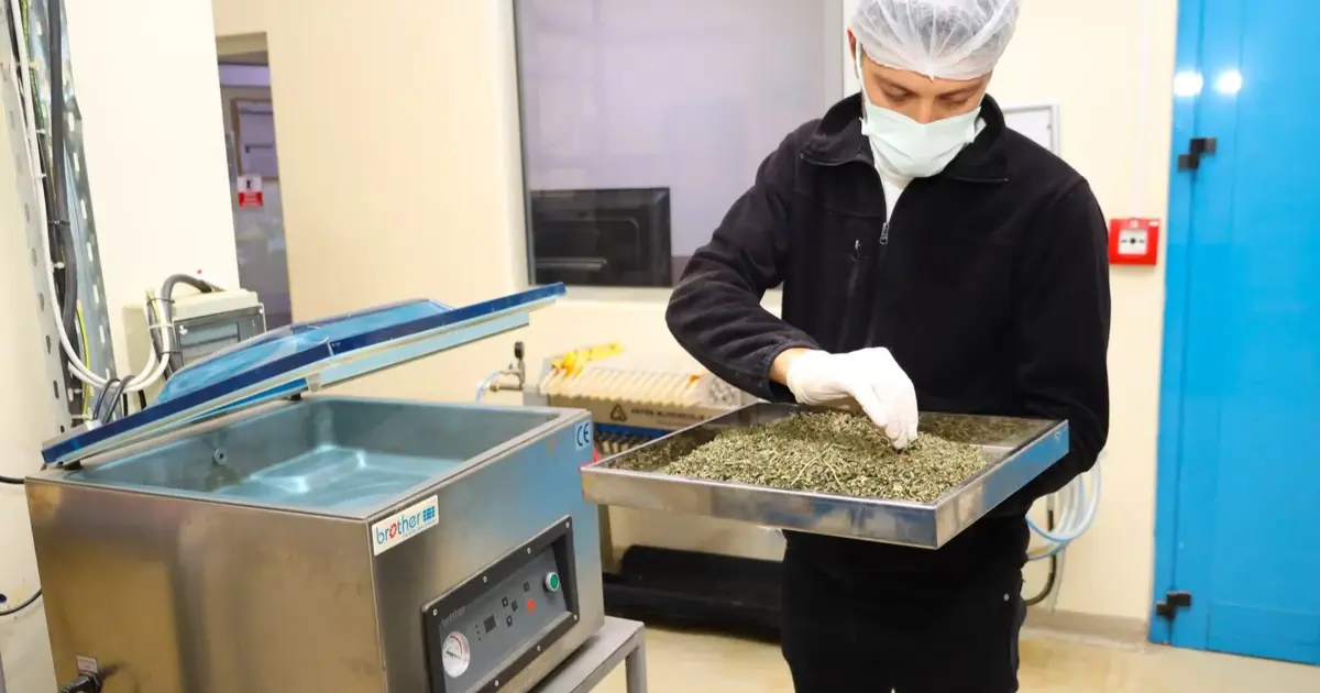 Tarladan Türkiye’ye Ormanya imzası... Tıbbi ve aromatik bitkiler değer kazanıyor