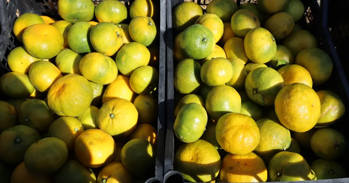 Satsuma mandalinada ihracat zamanı