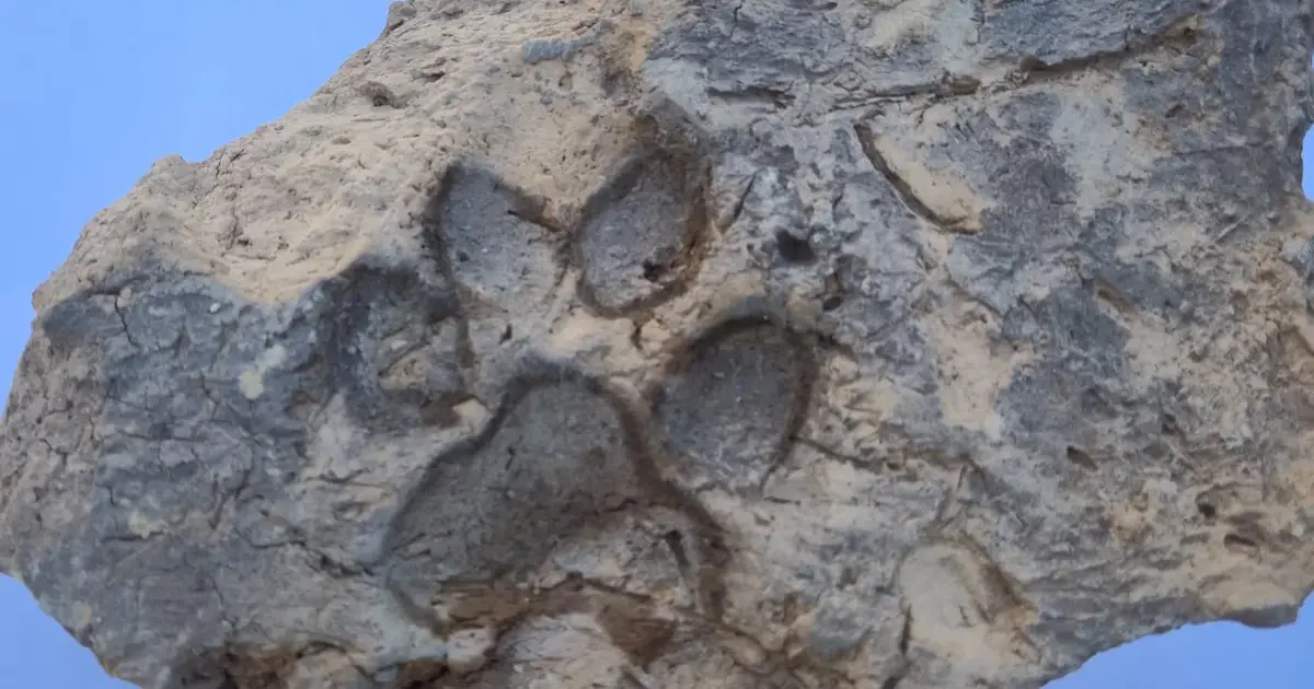 4 bin yıllık kerpiçte köpek patisi izi bulundu!