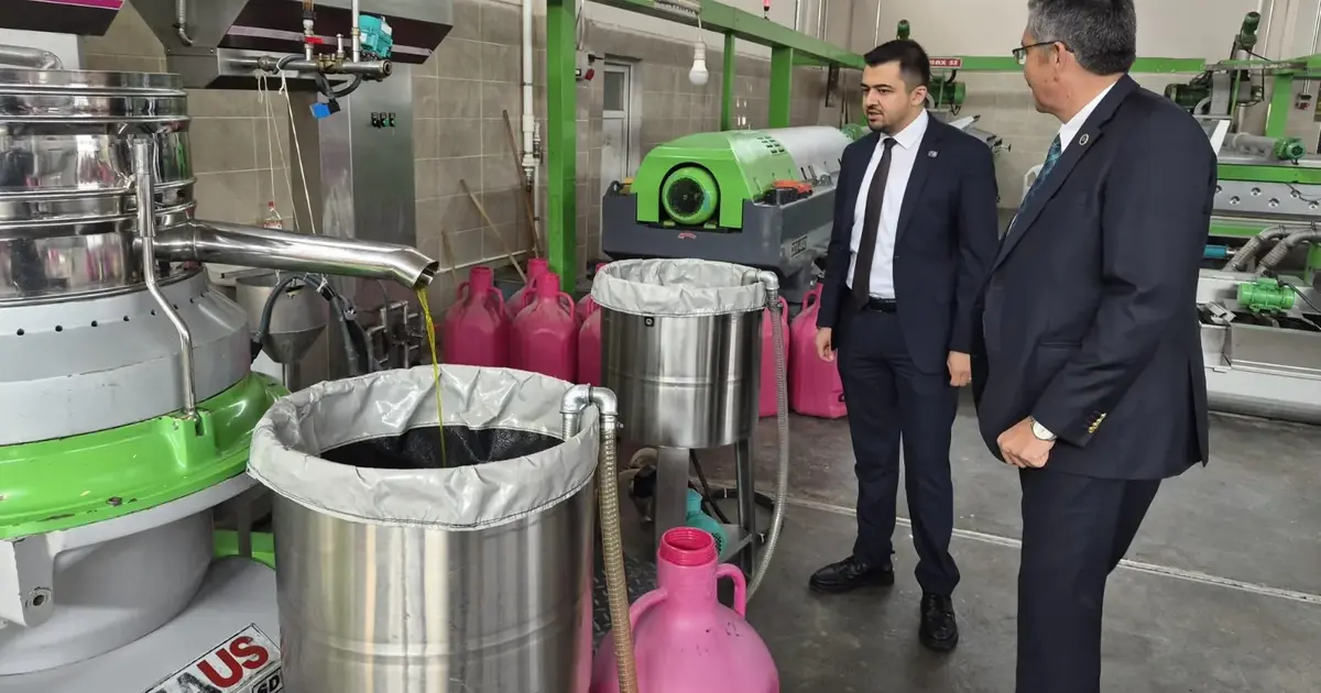 Manisa'da zeytin üreticisi isyanda