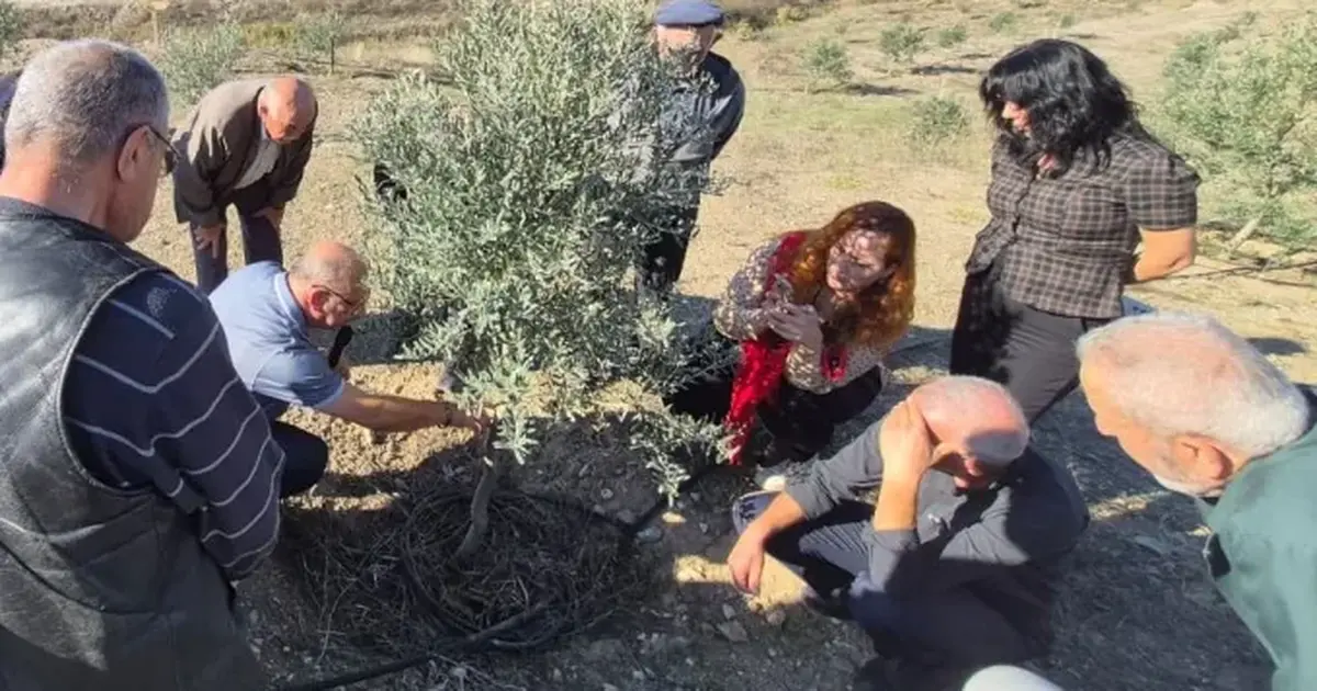 Zeytin üreticilerine uygulamalı tüyolar