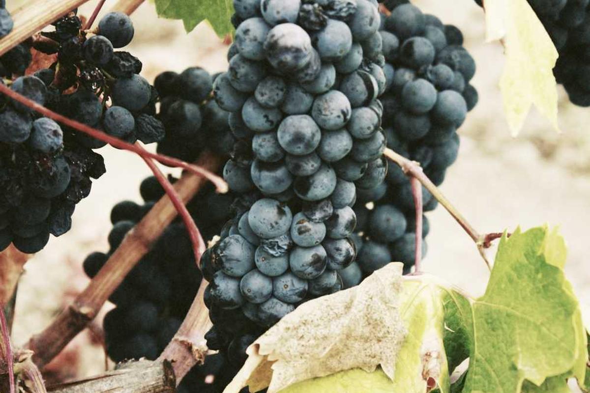 Pamukkale Travertenleri