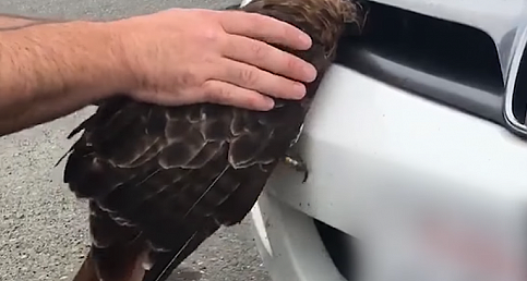 ARABAYA KARTAL ÇARPINCA OLANLAR