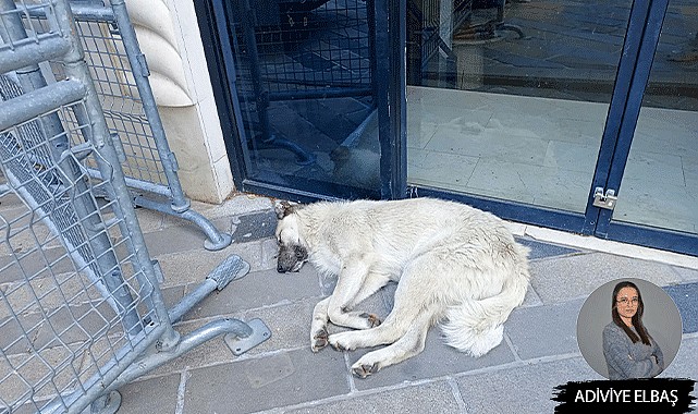 Halkın sokak hayvanları ile ilgili düşünceleri nedir?
