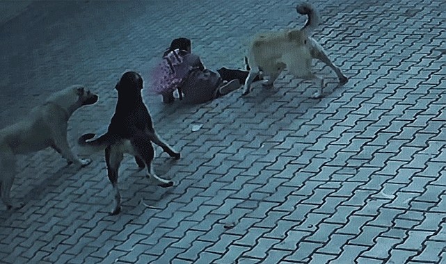 10 yaşındaki çocuğa sokak köpekleri saldırdı